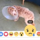 Facebook дозволить оцінювати записи не лише лайком, а й emoji-смайликами (оновлено)
