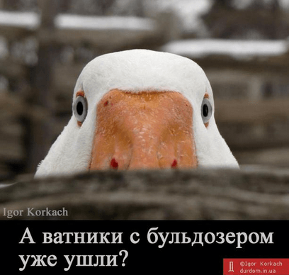 Українці в соцмережах глузують над Росією за страту гусей